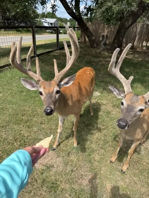 1106 Amanda, Canyon Lake, TX 78133 - #3