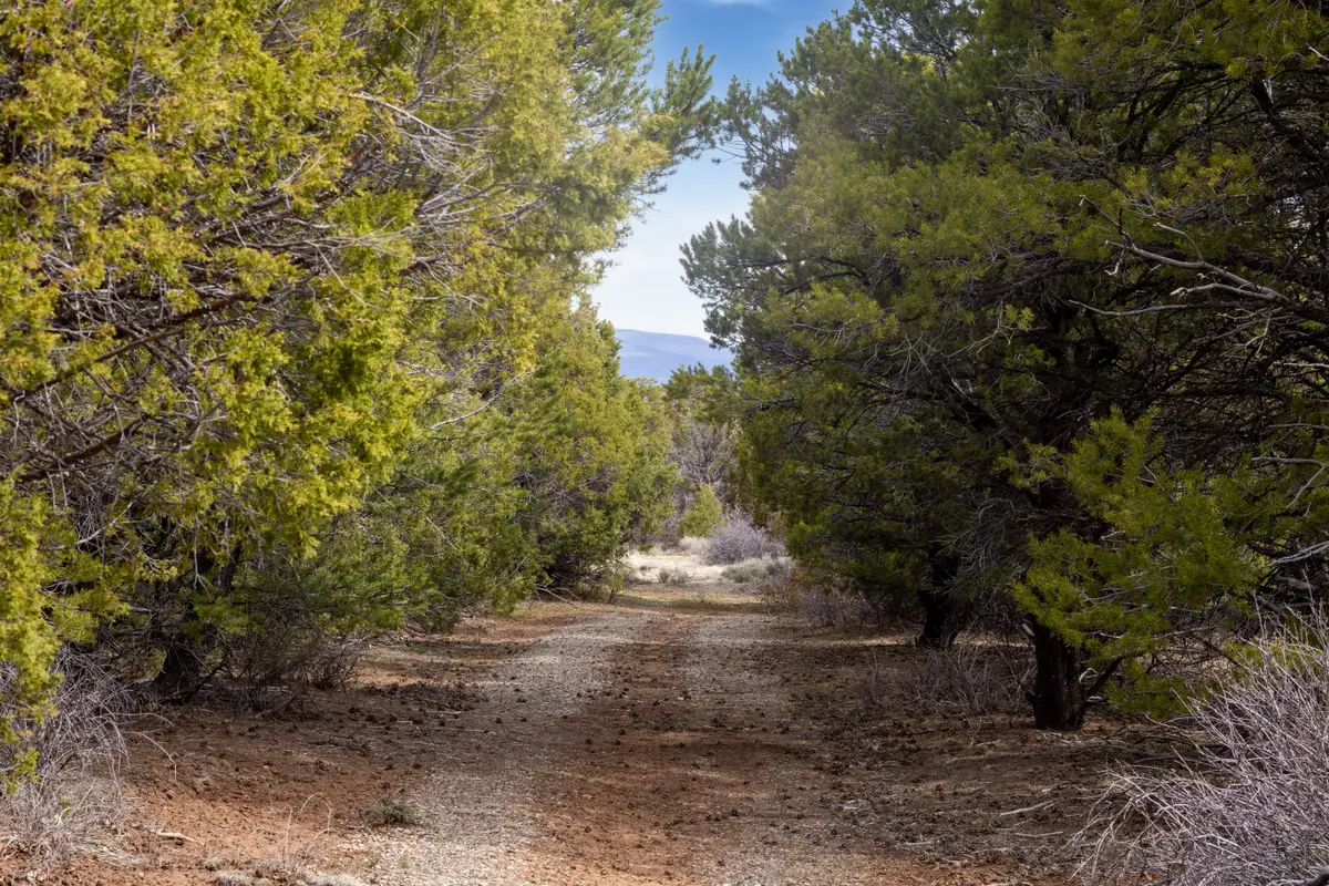 TBD 43zs, Norwood, CO 81423 - #1