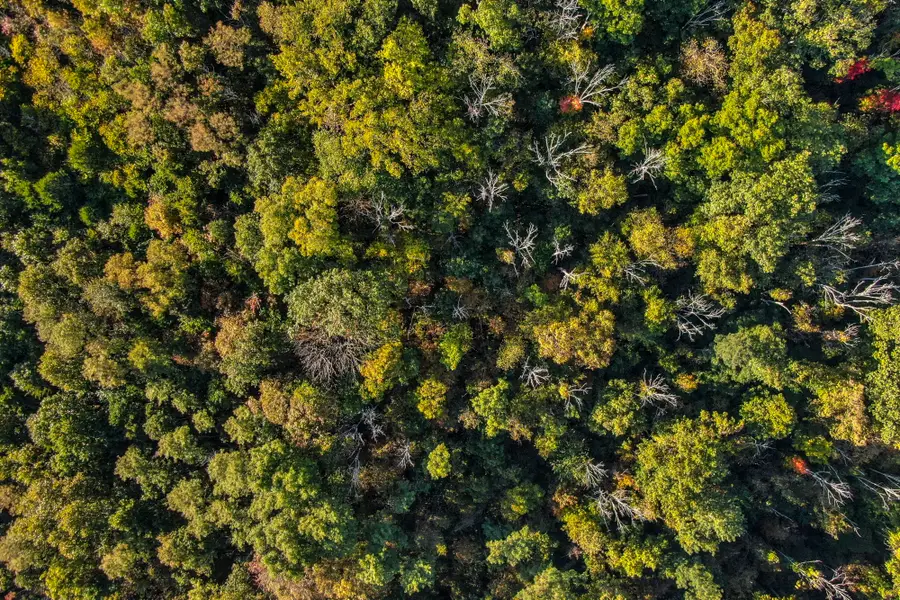 0 Bradford Road, Foster, KY 41043 - Image #3