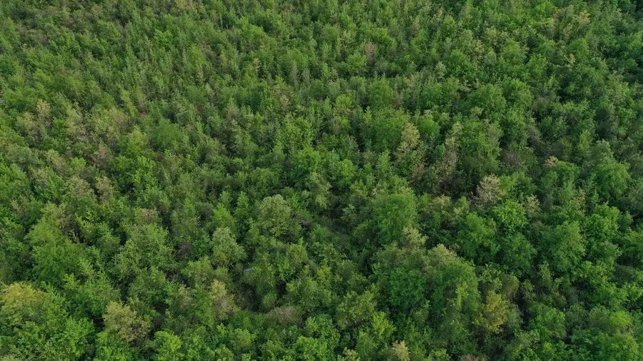 695 County Road 1463, Hughes Springs, TX 75656 - Image #3