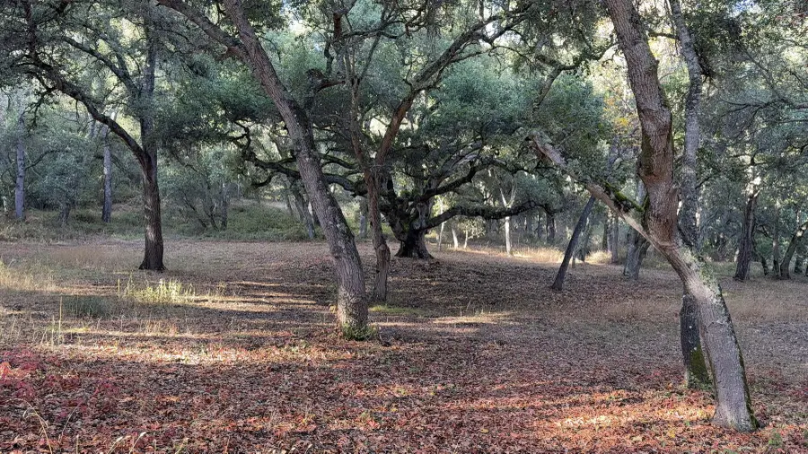 9 Garzas (lot 49) Trail, Carmel, CA 93923 - #3