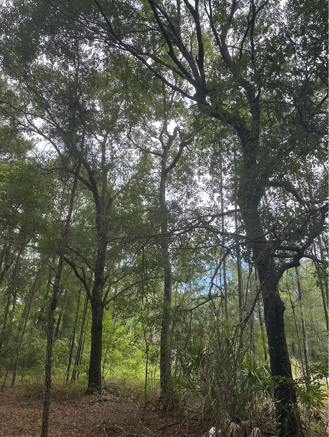 V/L 1 Aberdeen Drive, Waverly, GA 31565 - #1