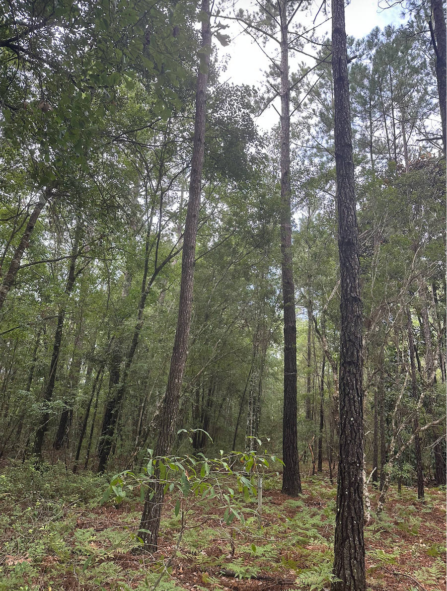 V/L 1 Aberdeen Drive, Waverly, GA 31565 - #2