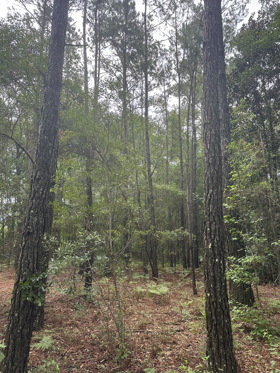 V/L 1 Aberdeen Drive, Waverly, GA 31565 - #3