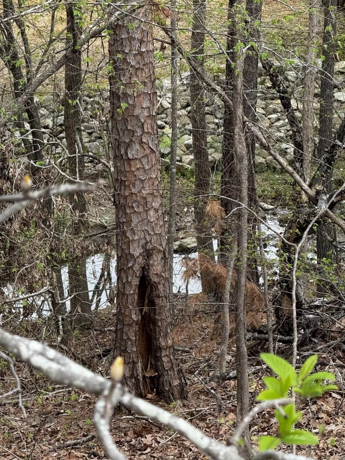 Lot 31 Forest View Circle, Hot Springs, AR 71913 - #1