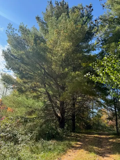 215 Tom Taylor Road, Corbin, KY 40701 - Image #3