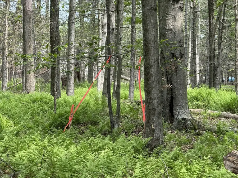 Dorshimer Ave, Pocono Lake, PA 18610 - Image #3