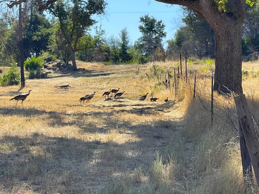 705 Triangle, Mariposa, CA 95338 - Image #2