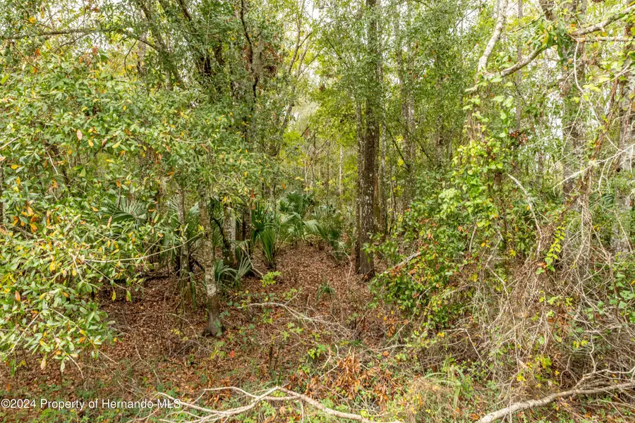 Lake Lindsey Tract 2 Road, Brooksville, FL 34601 - #3