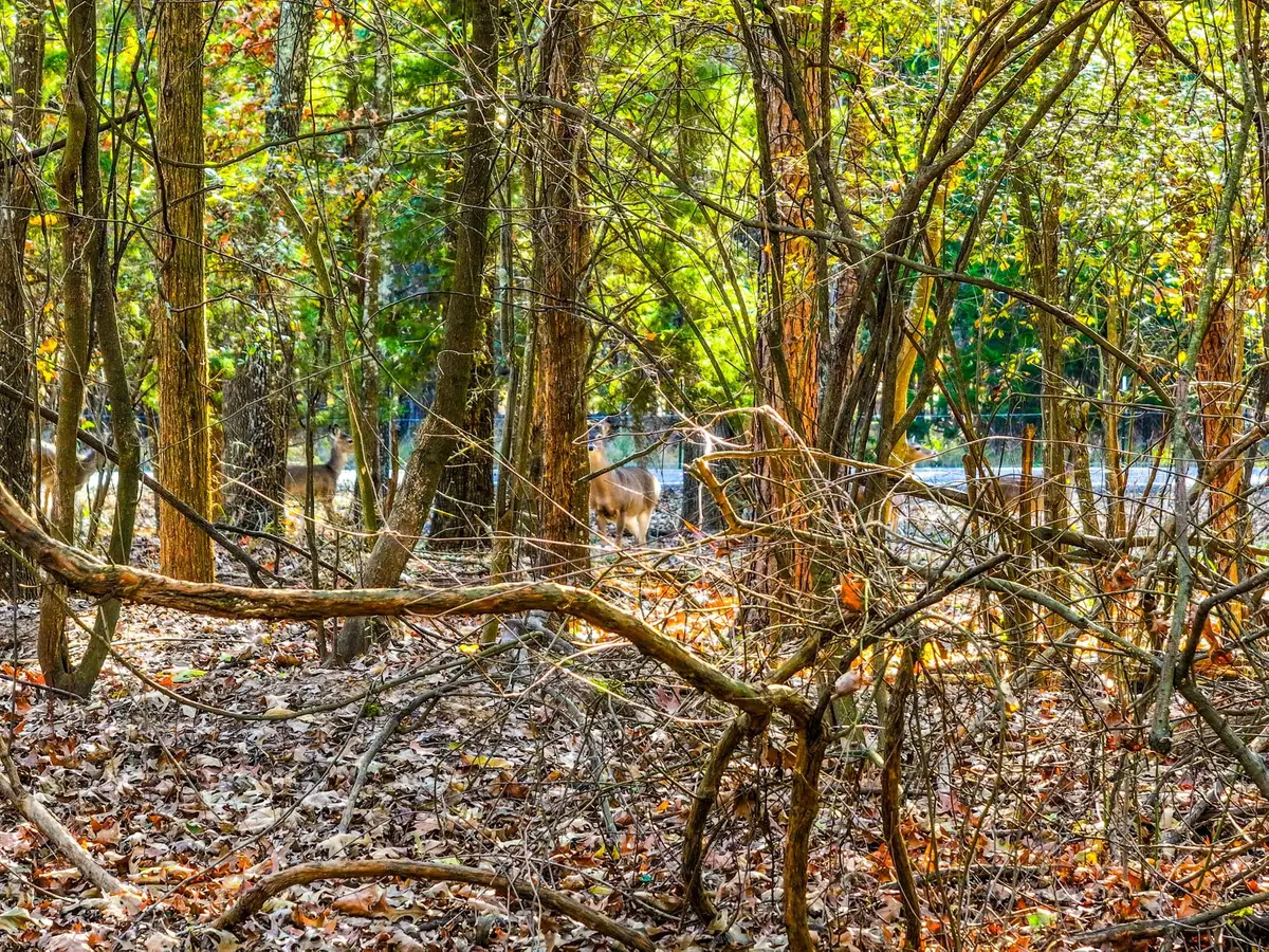 Lot 17 Sweet Gum Lane, Mount Vernon, TX 75457 - #1