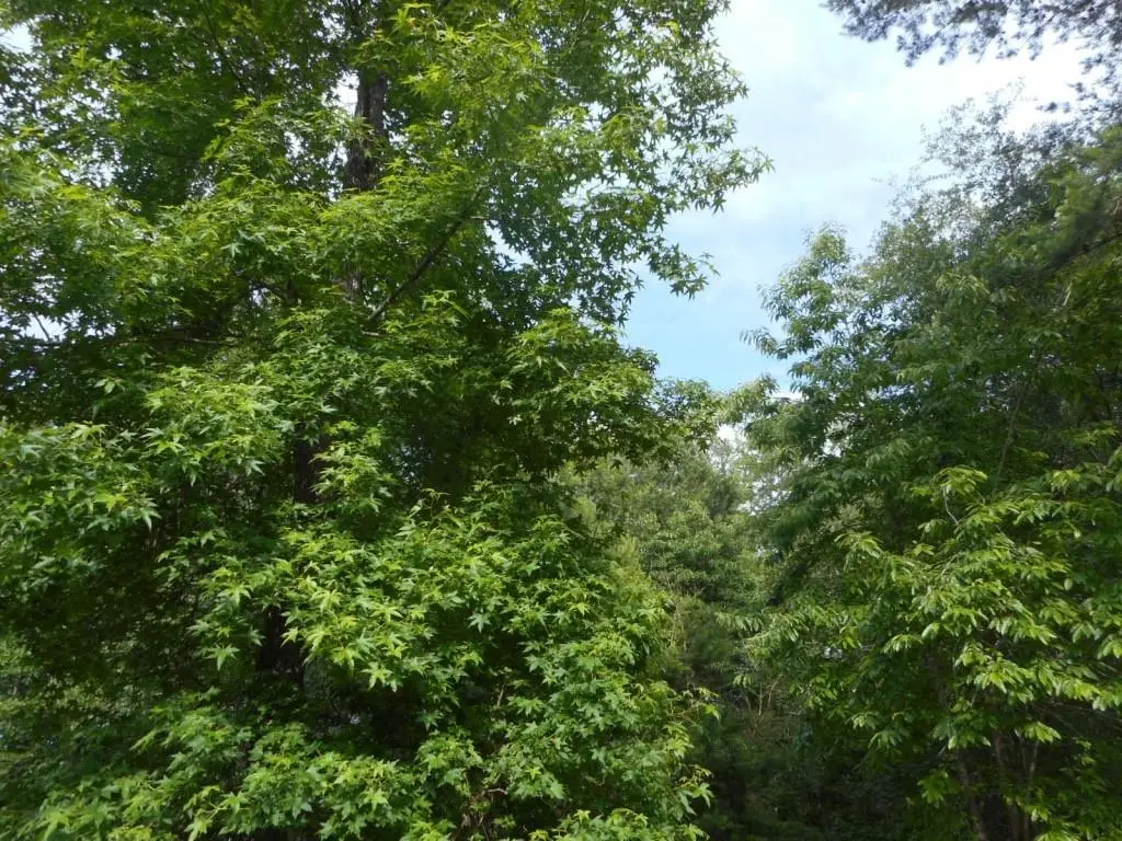 68165 Howard Oberry Road, Pearl River, LA 70452 - Image #1