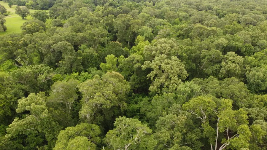 1256 County Road 1792, Yantis, TX 75497 - Image #2