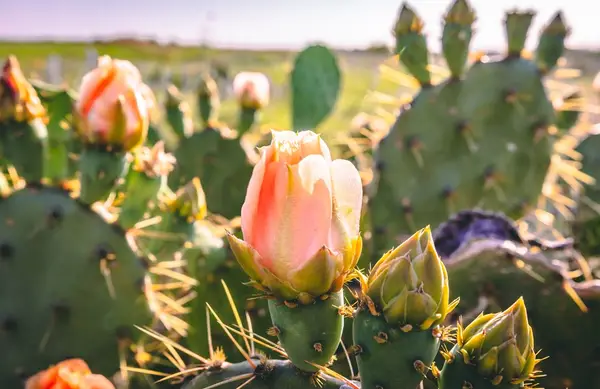 LOT 168 Other, Kerrville, TX 78028