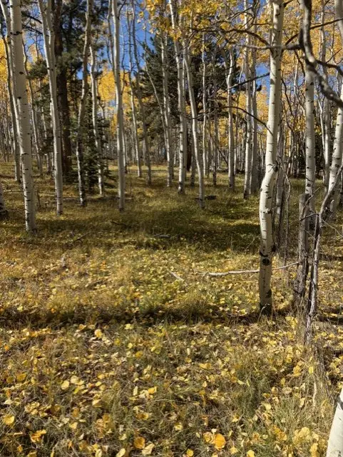 417 Aspen Way Drive, Florissant, CO 80816 - #3