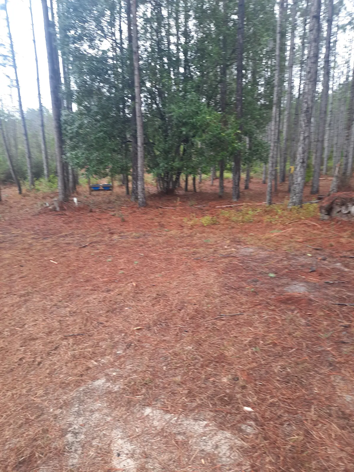 540 SW 326th Avenue, Steinhatchee, FL 32359 - Image #1