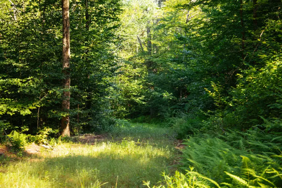 Lot 2 Woodstone Trail, Lumberland, NY 12737 - #3