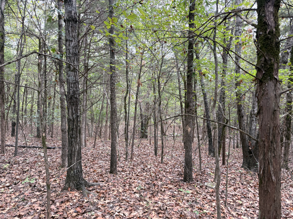 Off of Lawrence 106, Ravenden, AR 72459