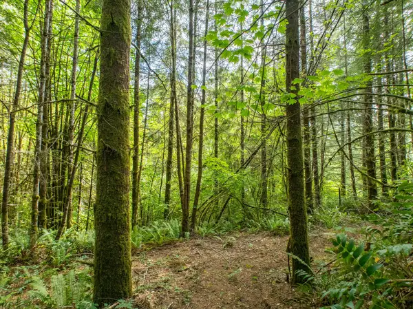 0 Lincoln Creek Road, Rochester, WA 98579