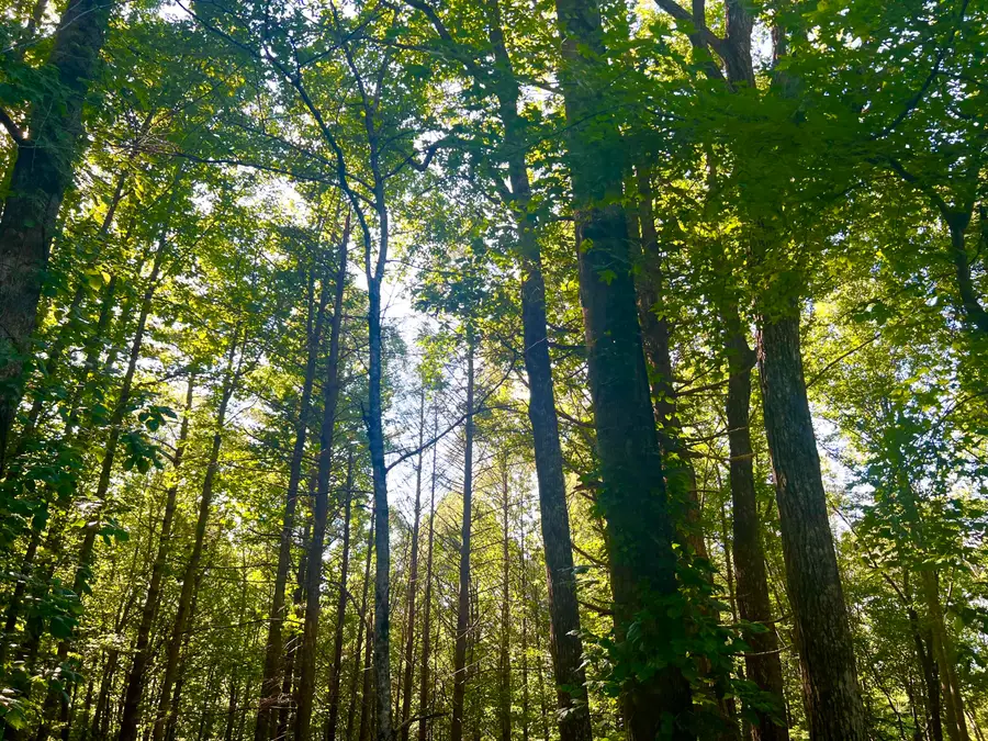 Tbd Cherokee Circle, Erwin, TN 37650 - Image #2