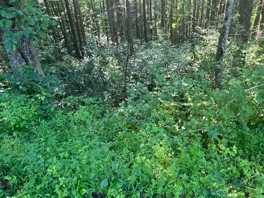 Tbd Cherokee Circle, Erwin, TN 37650 - Image #3