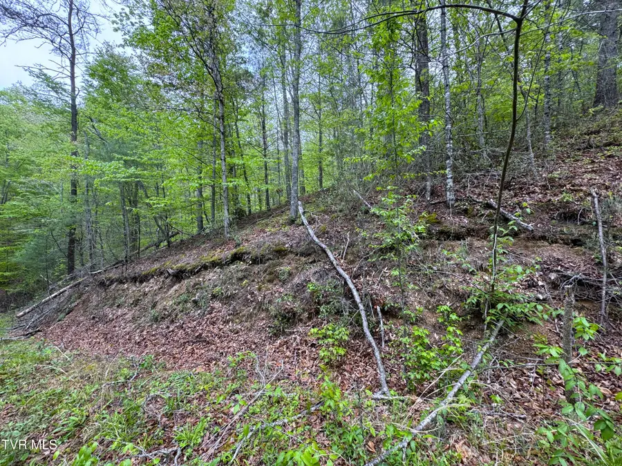 376 Summer House Hollow Road, Del Rio, TN 37727 - Image #2