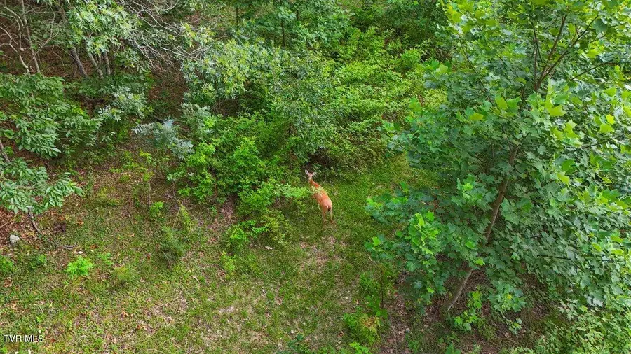 Tbd Bunker Hill Road, Rogersville, TN 37857 - Image #3