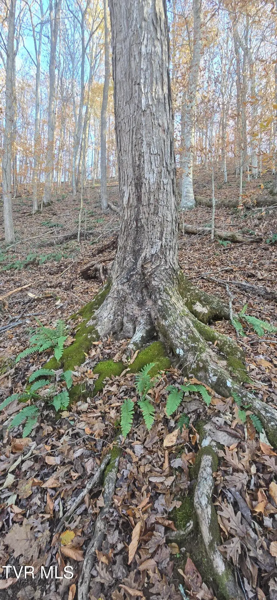 2351 Line Road, Eidson, TN 37731 - Image #1