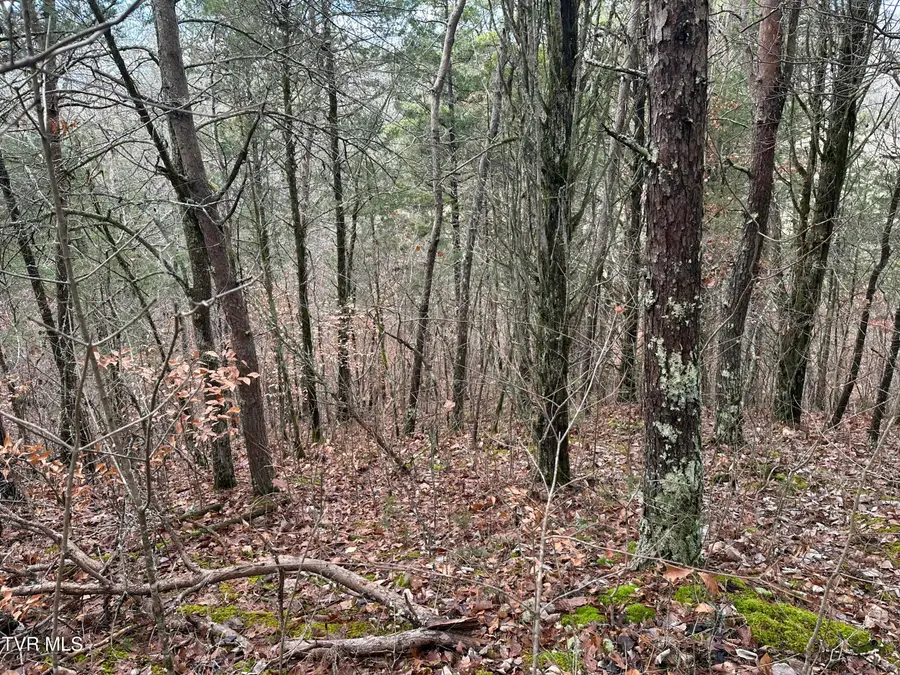 2476 Jim Henry Road, Dandridge, TN 37725 - Image #3