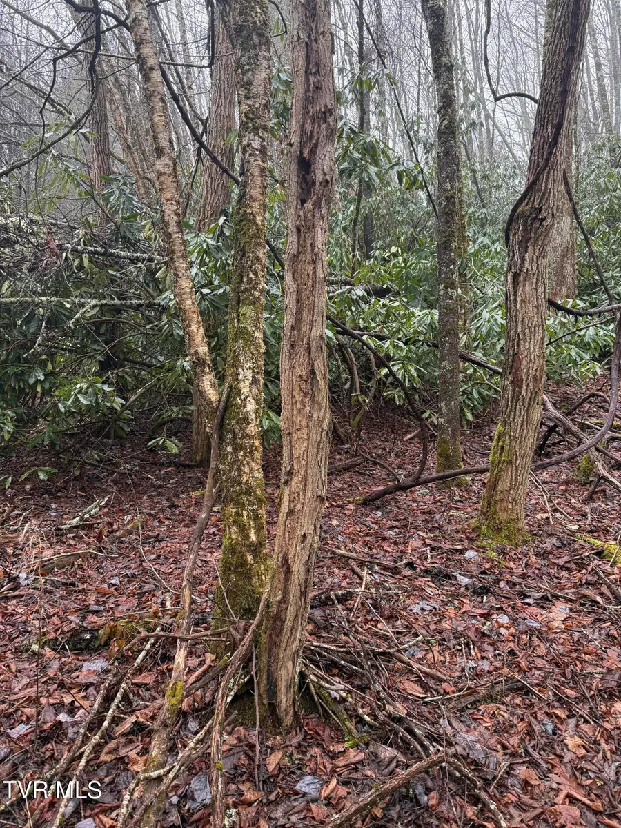 Tbd Stocton Road, Roan Mountain, TN 37687 - Image #3
