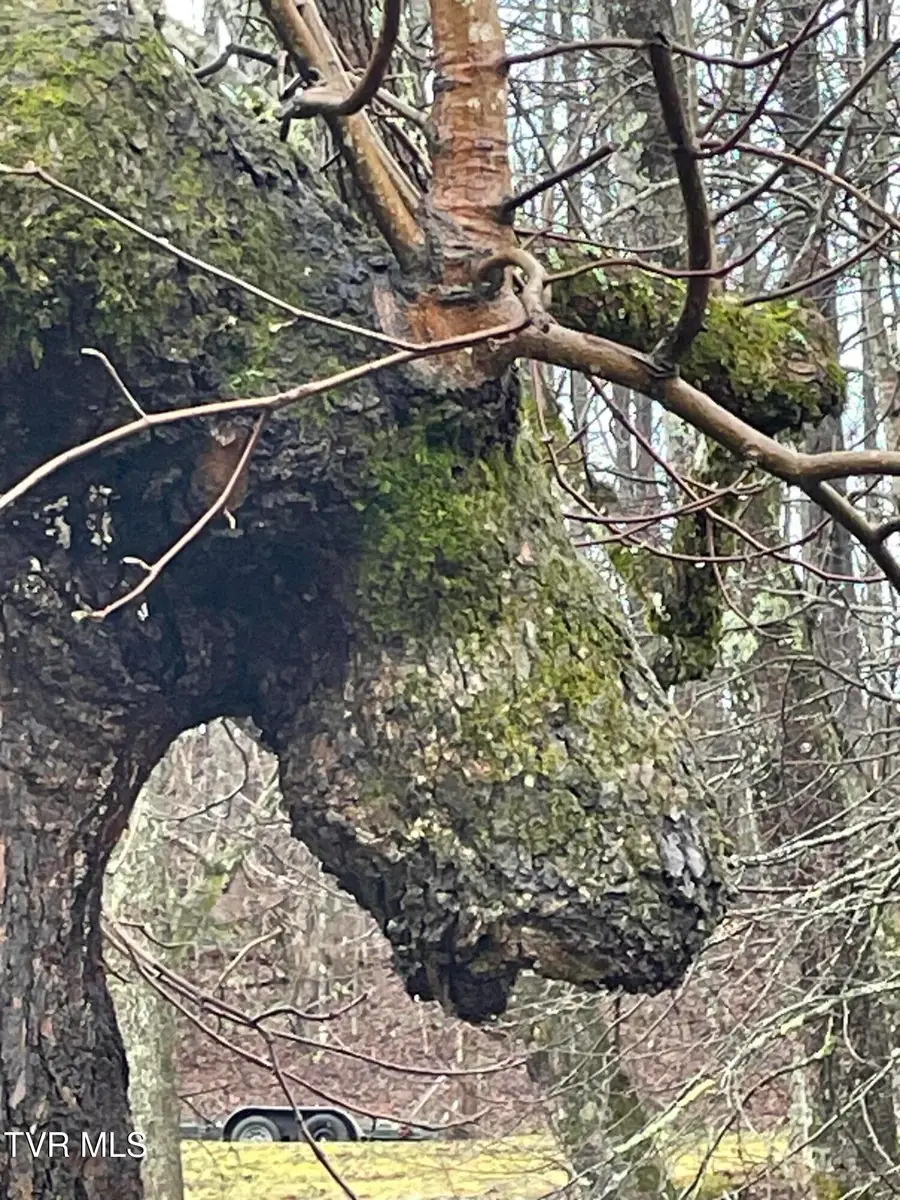 160 Bobs Hollow Road, Elizabethton, TN 37643 - #3