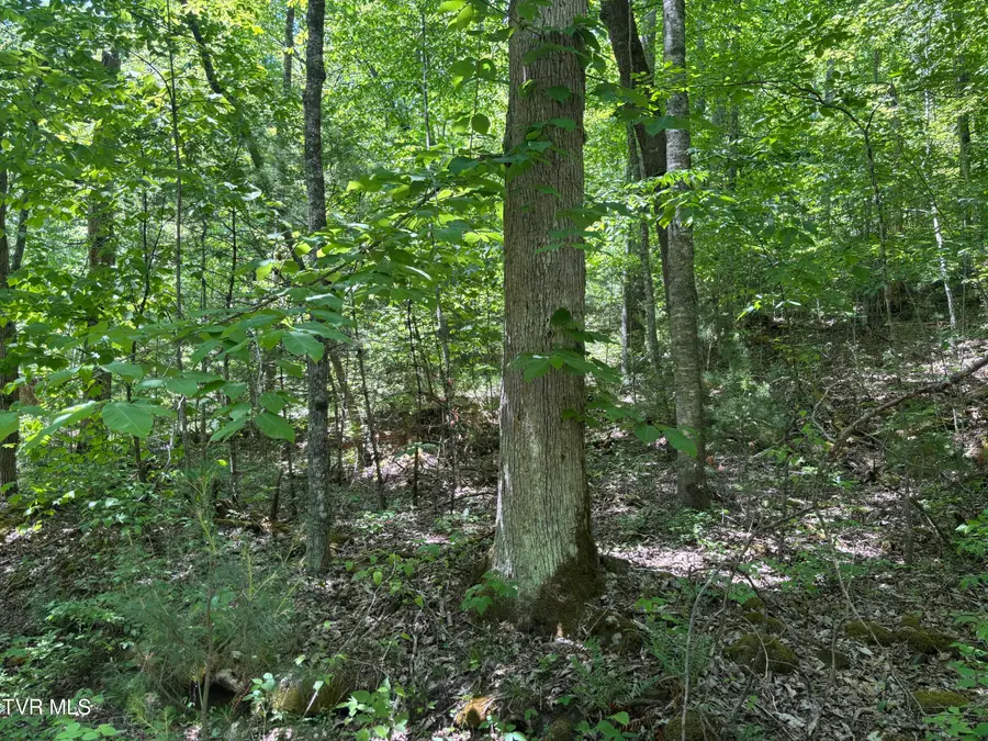 889 Hide Away Drive, Butler, TN 37640 - #2