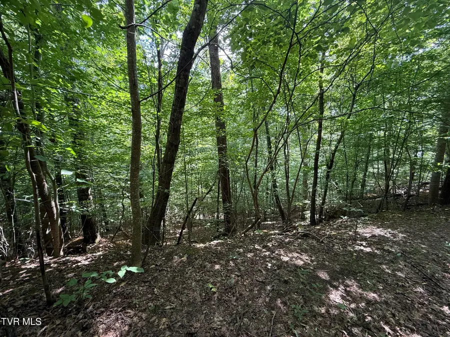 Tbd Mossy Hollow Road, Baneberry, TN 37890 - #3
