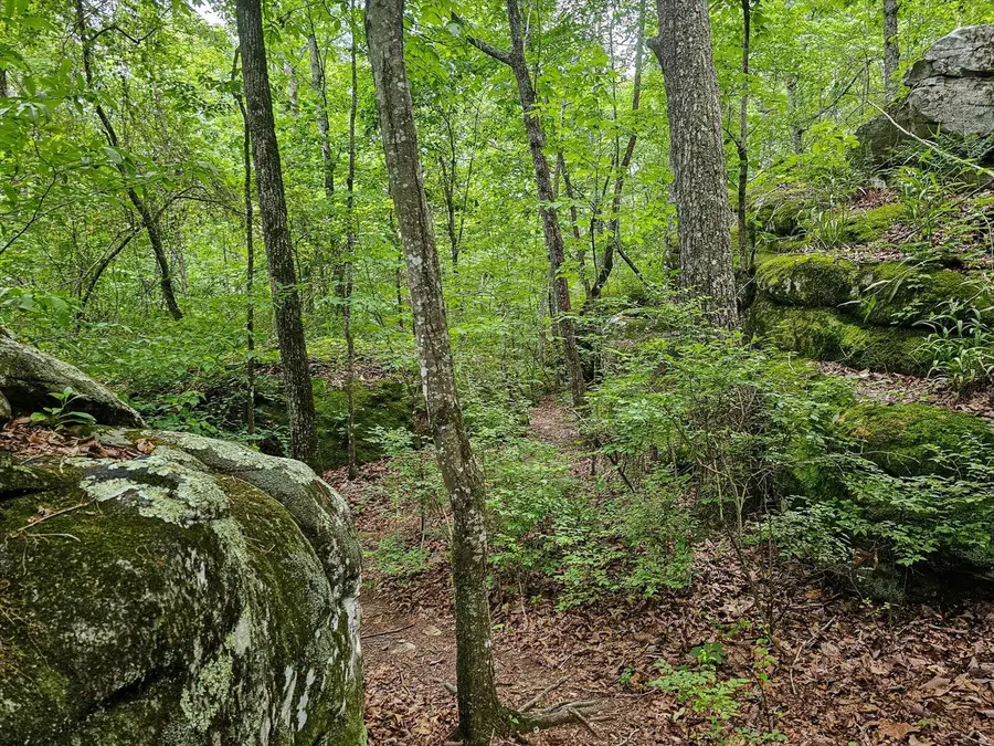 0 Hwy 157, Menlo, GA 30731 - Image #3