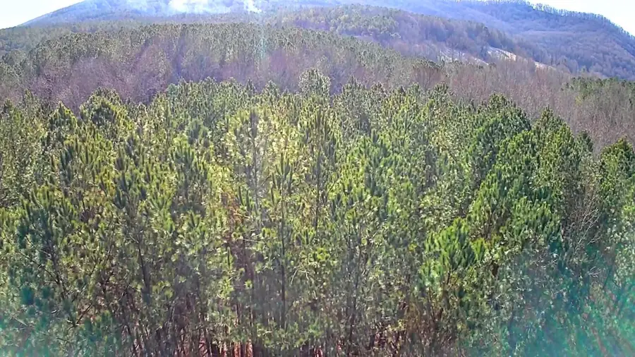 0 Black Bear Ridge Road, Ellijay, GA 30536 - Image #3