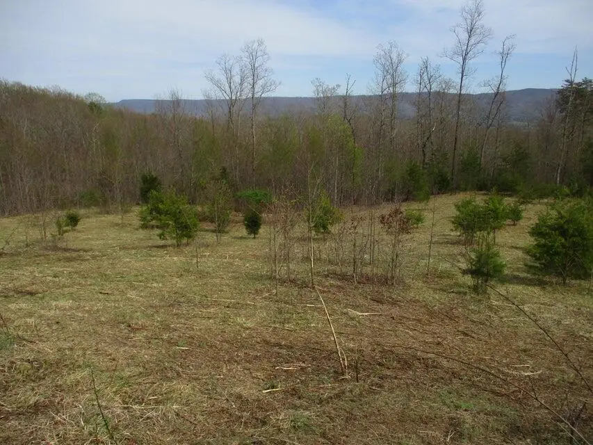 327 Odyssey Farms Roads, Pikeville, TN 37367 - Image #3