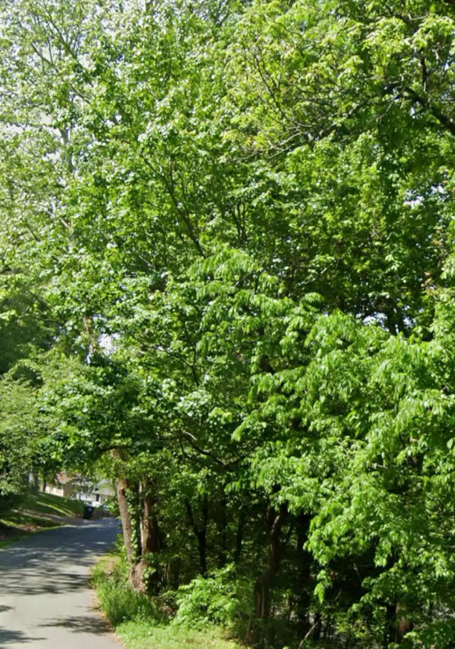 0 Tinkerbell Circle #Lot 27, Flintstone, GA 30725 - #3