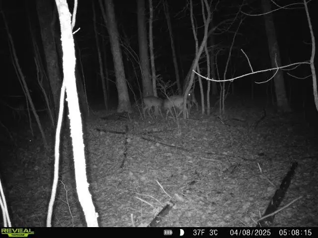 377 Sinclair Lane, Crossville, TN 38572 - Image #3