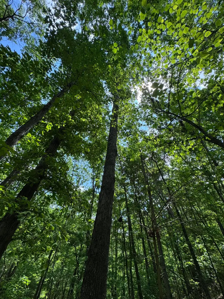 160 Scenic Circle, Ringgold, GA 30736 - Image #2