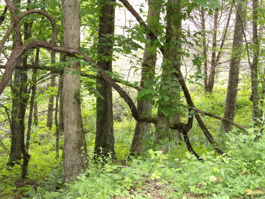 Lot 10 Hughes Cementery Road, Evensville, TN 37332 - Image #3