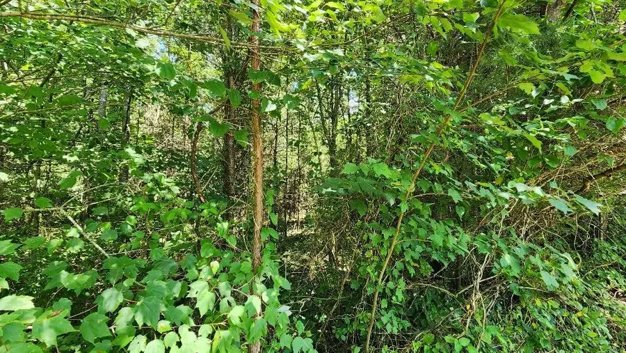 Lot5 Sr 108, Gruetli Laager, TN 37339 - #3