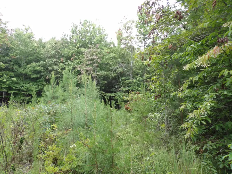 00 Green Field Road, Spencer, TN 38585 - Image #3