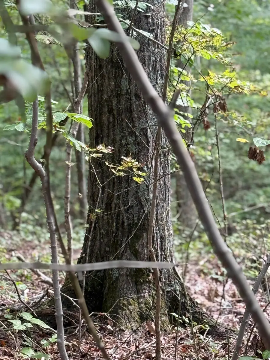 64 Riddle Street, Dayton, TN 37321 - Image #3