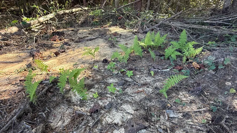 00 Owl Hollow Road #Lot 10, Palmer, TN 37365 - Image #3