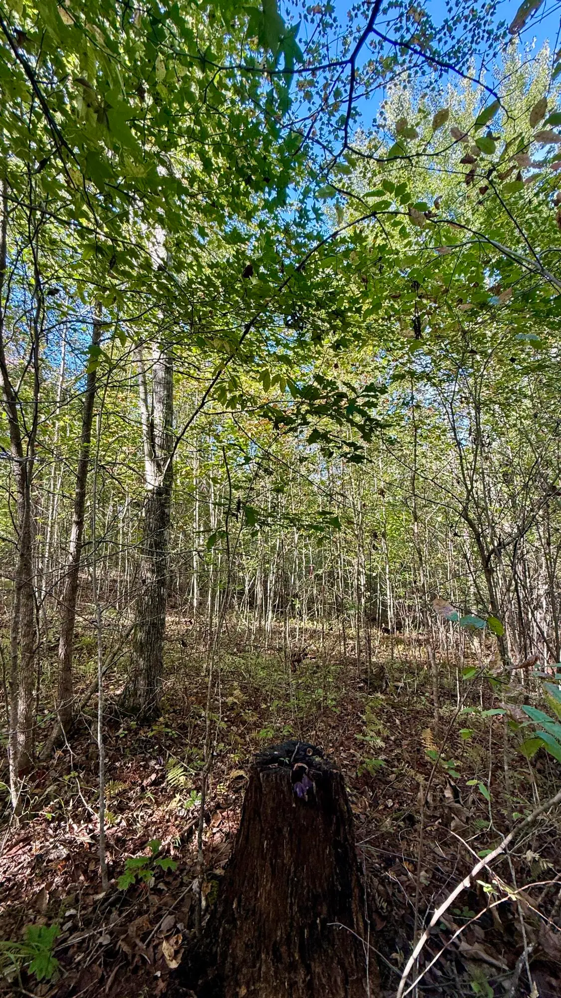 0 Owl Hollow Road #Lot 4, Palmer, TN 37365 - #1