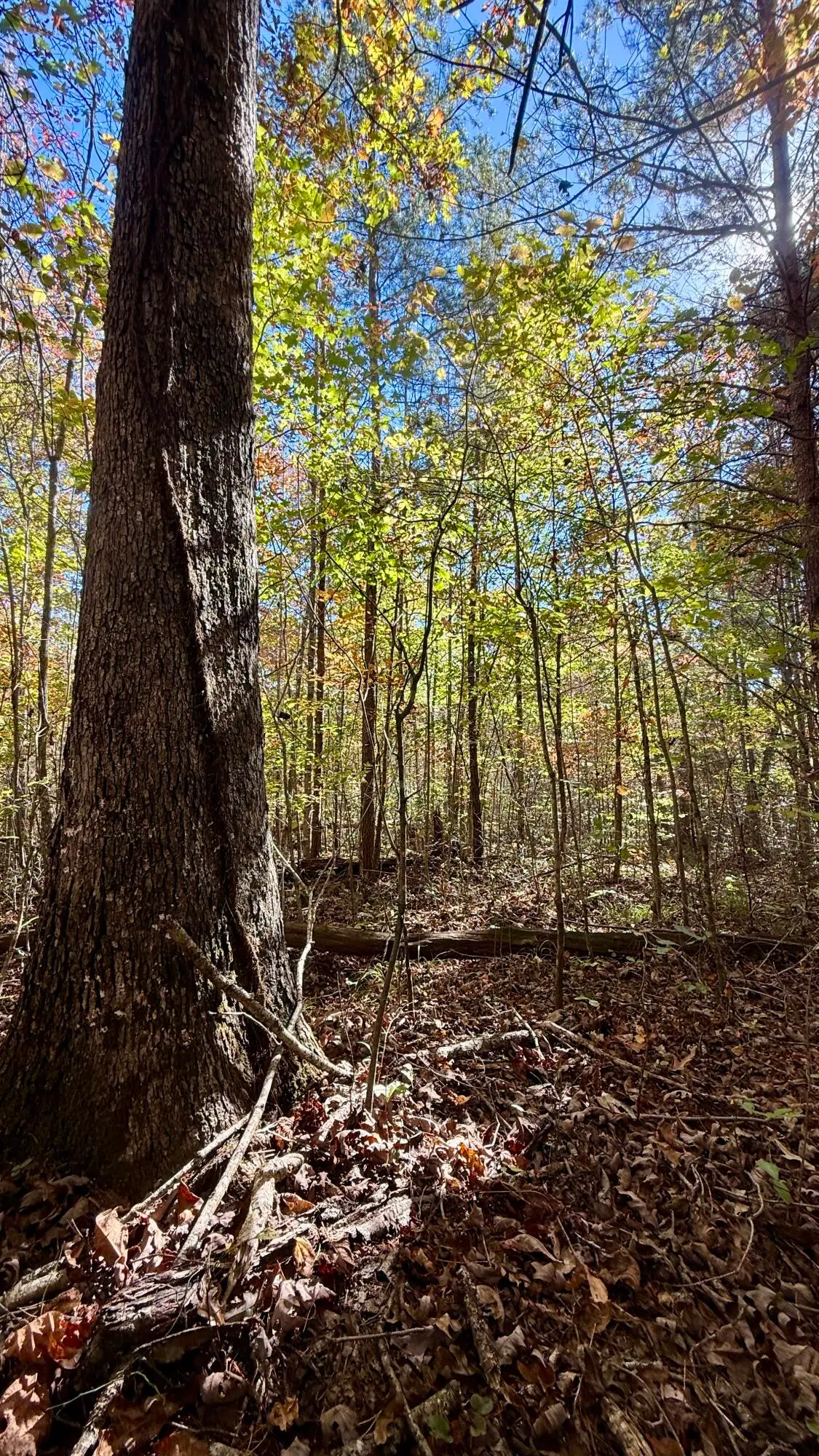 0 Owl Hollow Road #Lot6, Palmer, TN 37365 - Image #1