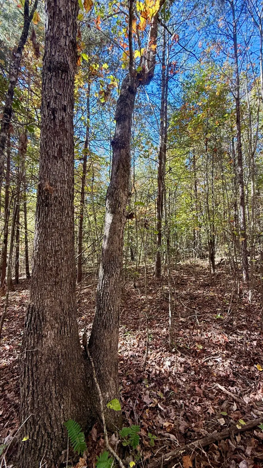 0 Owl Hollow Road #Lot6, Palmer, TN 37365 - Image #3