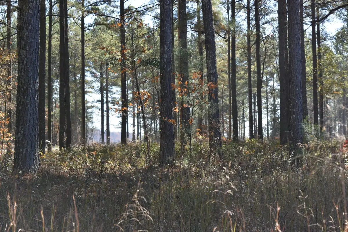 0 Split Rail Way, Lot 1131 Way, Guild, TN 37340 - Image #1