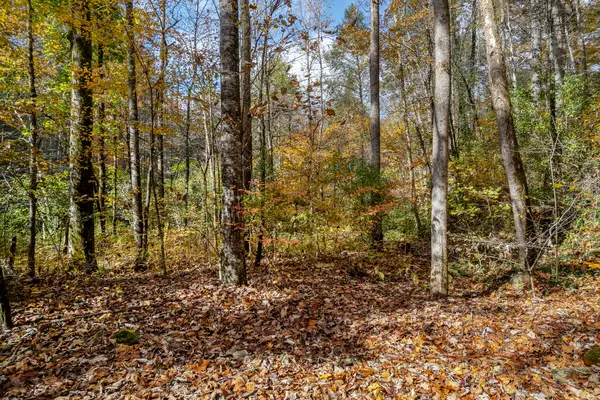 00 River Road, Tellico Plains, TN 37385