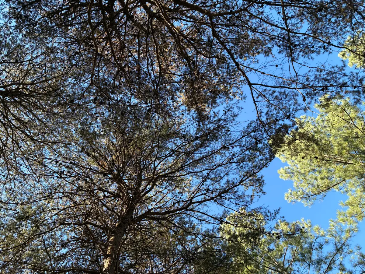 4690 Split Rail Way #1359, Guild, TN 37340 - Image #1