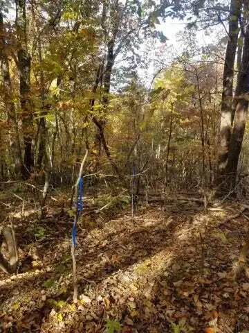 00 Tammy Trail, Spring City, TN 37381 - Image #2